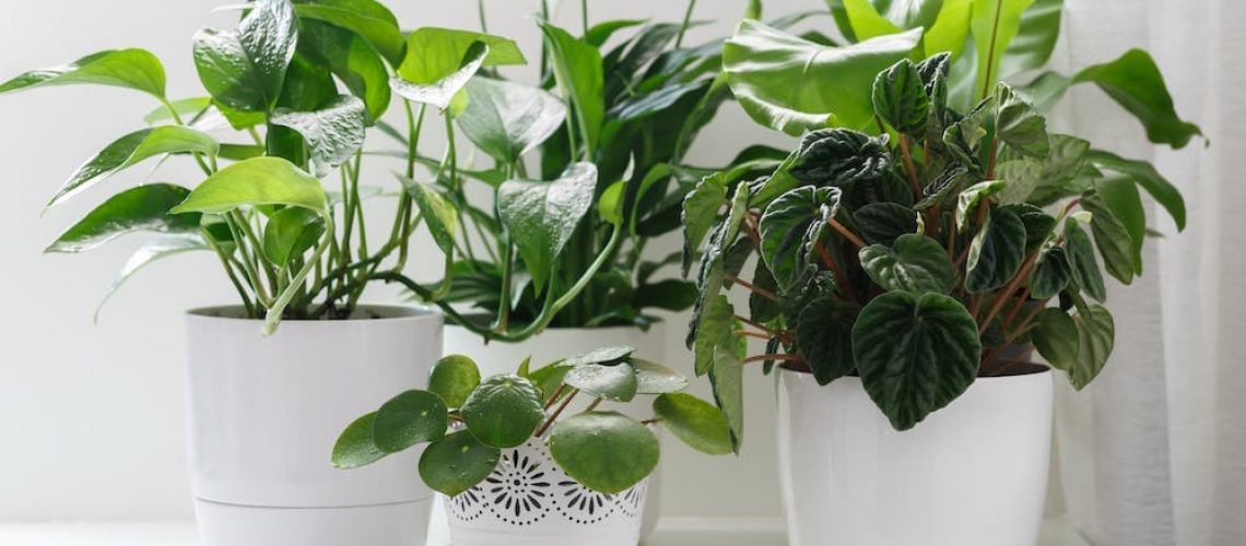 group of house plants in white decorative containers