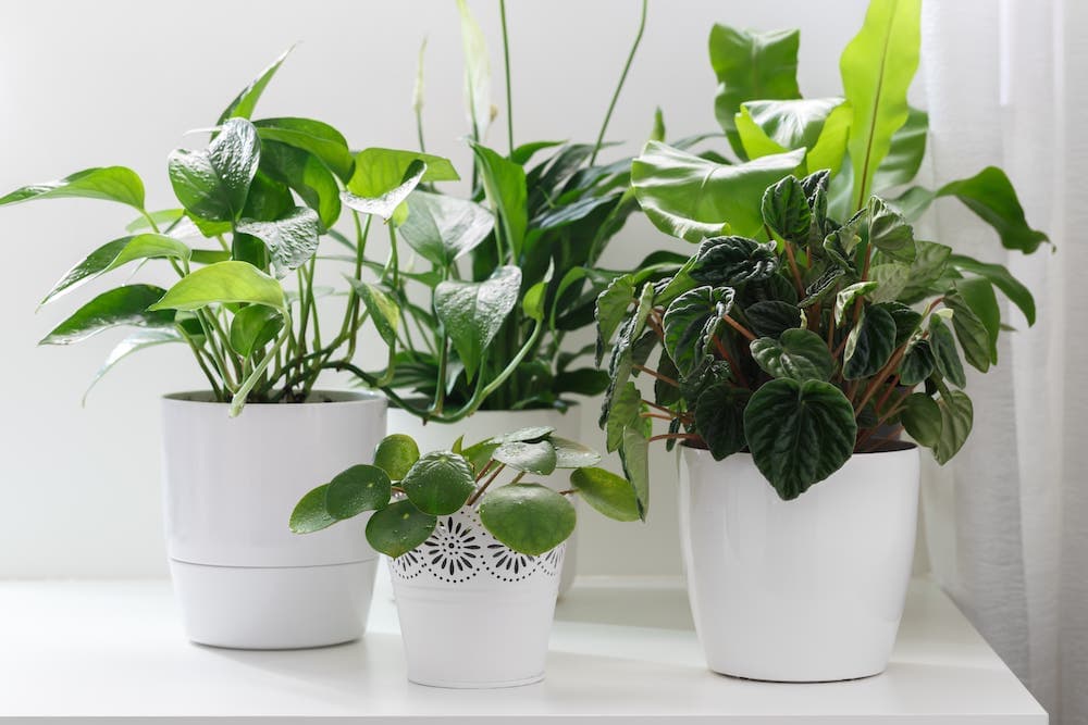 group of house plants in white decorative containers