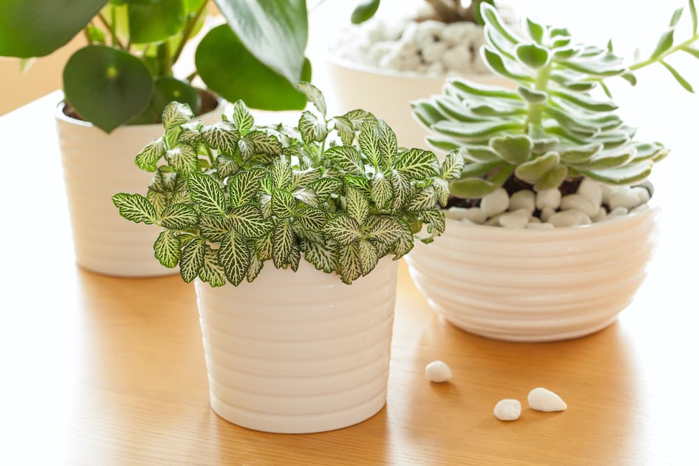 beautiful house plants on desk
