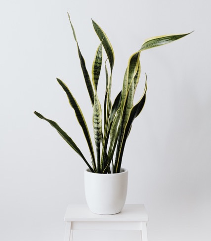 Snake Plant