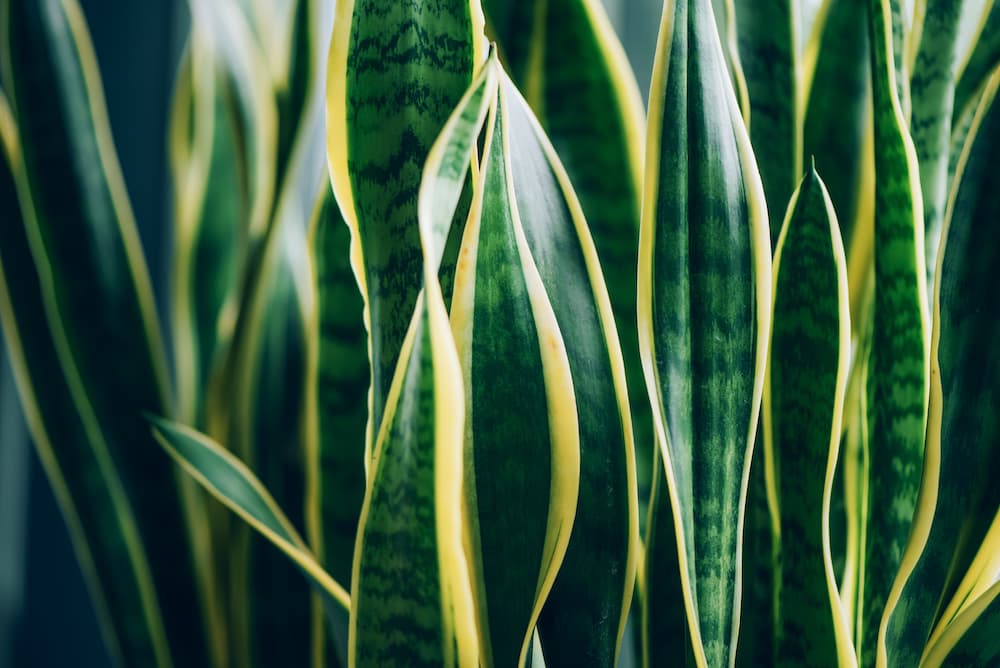 leaves on a green house plant